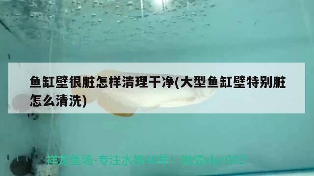 魚缸壁很臟怎樣清理干凈(大型魚缸壁特別臟怎么清洗) 水族品牌