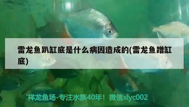 雙開門魚缸柜子組裝圖解大全集視頻詳細解析雙開門魚缸柜子組裝圖解大全集視頻詳細解析，雙開門魚缸柜子組裝圖解大全集 紅勾銀版魚 第3張