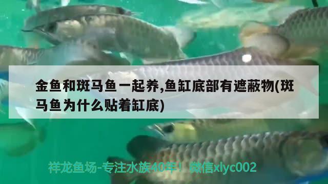 肇慶水族批發(fā)市場地址在哪里呀（肇慶水族館） 孵化器