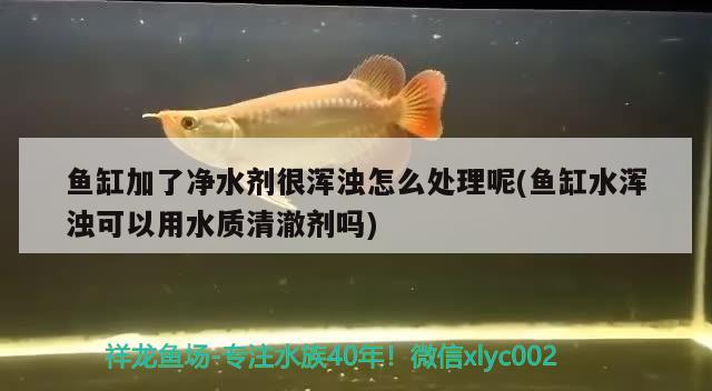 魚缸加了凈水劑很渾濁怎么處理呢(魚缸水渾濁可以用水質(zhì)清澈劑嗎) 充氧泵