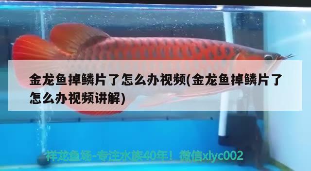 龍魚沉頭怎么辦