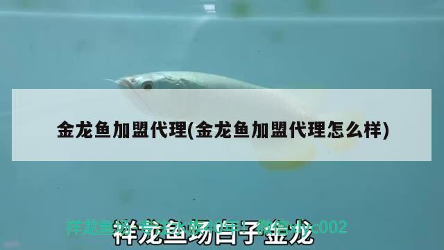 金龍魚(yú)加盟代理(金龍魚(yú)加盟代理怎么樣) 野生埃及神仙魚(yú)