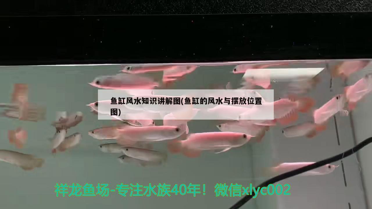 魚缸風(fēng)水知識講解圖(魚缸的風(fēng)水與擺放位置圖) 魚缸風(fēng)水