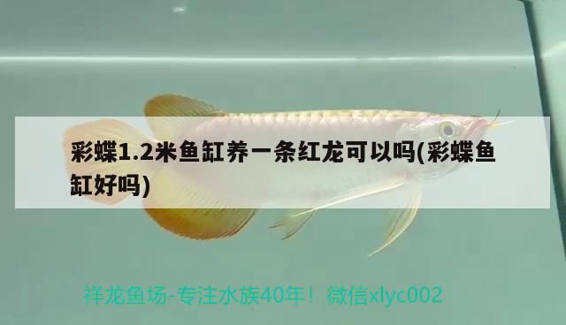 彩蝶1.2米魚缸養(yǎng)一條紅龍可以嗎(彩蝶魚缸好嗎) 非洲金鼓魚