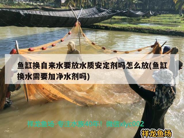 魚缸換自來水要放水質(zhì)安定劑嗎怎么放(魚缸換水需要加凈水劑嗎) 紅魔王銀版魚