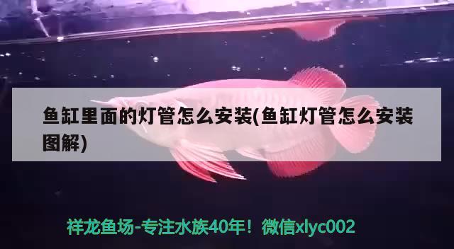 魚缸里面的燈管怎么安裝(魚缸燈管怎么安裝圖解) 女王大帆魚