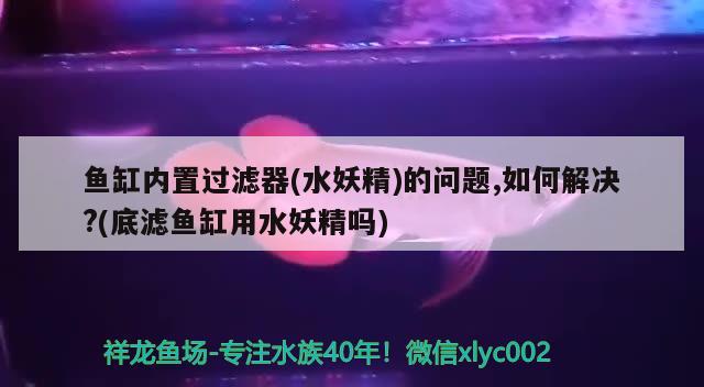 魚(yú)缸內(nèi)置過(guò)濾器(水妖精)的問(wèn)題,如何解決?(底濾魚(yú)缸用水妖精嗎) 大正錦鯉魚(yú)