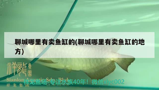 聊城哪里有賣魚缸的(聊城哪里有賣魚缸的地方) 銀龍魚苗