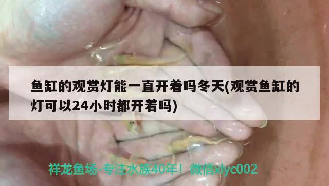 魚缸的觀賞燈能一直開著嗎冬天(觀賞魚缸的燈可以24小時(shí)都開著嗎) 熊貓異形魚L46 第2張