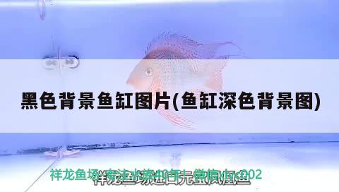 黑色背景魚(yú)缸圖片(魚(yú)缸深色背景圖) 肺魚(yú)