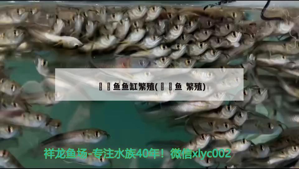 鳑鲏?mèng)~魚缸繁殖(鮟鱇魚繁殖)