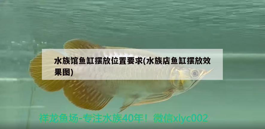 水族館魚缸擺放位置要求(水族店魚缸擺放效果圖) 金老虎魚