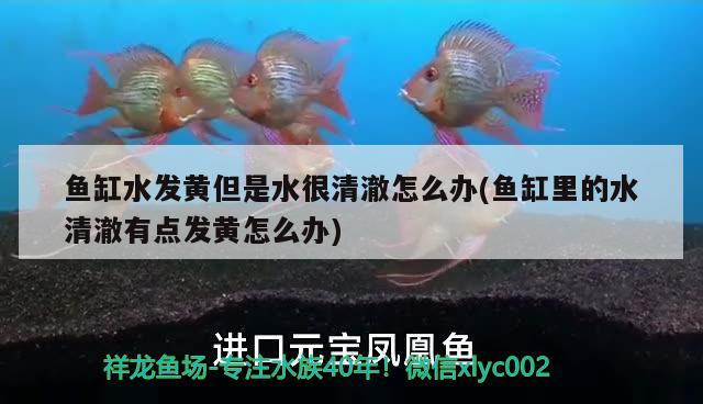 江門水族館早晚喂魚 金三間魚 第2張