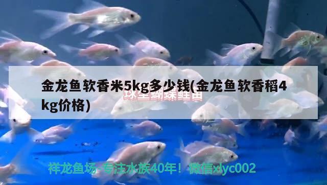 金龍魚軟香米5kg多少錢(金龍魚軟香稻4kg價(jià)格) 杰西卡恐龍魚