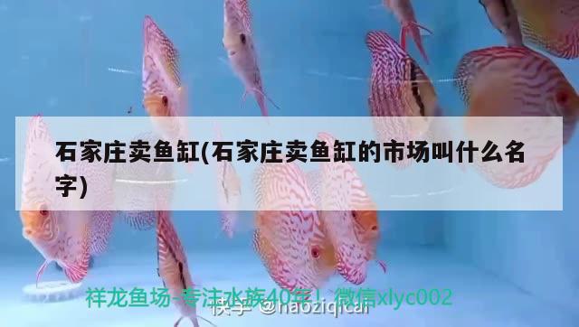 石家莊賣魚缸(石家莊賣魚缸的市場叫什么名字)