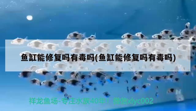 小銀龍魚圖片大全高清：小銀龍魚怎么分公母帶圖