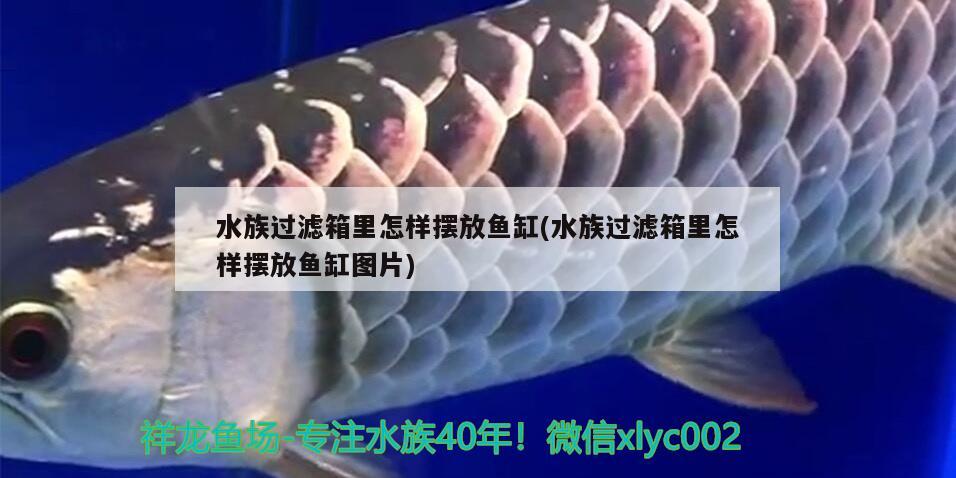 水族過濾箱里怎樣擺放魚缸(水族過濾箱里怎樣擺放魚缸圖片) 南美異型魚