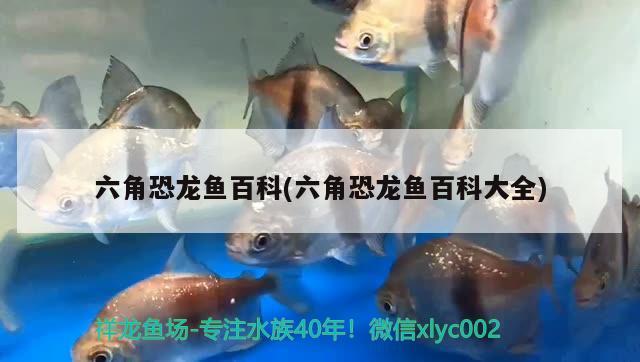 六角恐龍魚百科(六角恐龍魚百科大全) 水族用品