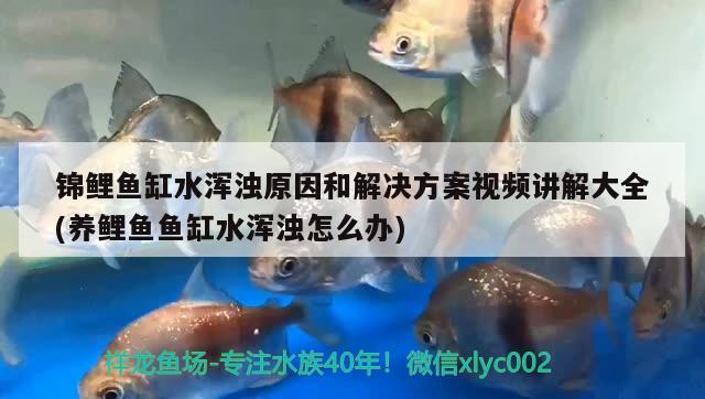 錦鯉魚缸水渾濁原因和解決方案視頻講解大全(養(yǎng)鯉魚魚缸水渾濁怎么辦) 黃寬帶蝴蝶魚