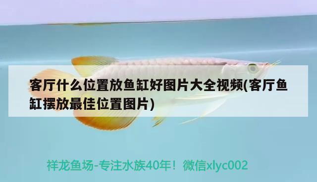 冬天金龍魚(yú)多少溫度好釣（冬天金龍魚(yú)多少溫度好釣魚(yú)）