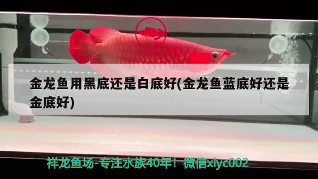 金龍魚用黑底還是白底好(金龍魚藍底好還是金底好) 祥龍進口元寶鳳凰魚