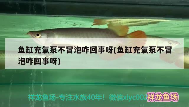 魚(yú)缸充氧泵不冒泡咋回事呀(魚(yú)缸充氧泵不冒泡咋回事呀) 觀(guān)賞蝦蟹等飼料