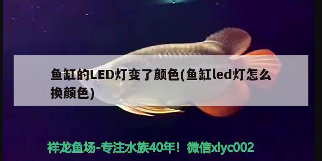 魚(yú)缸的LED燈變了顏色(魚(yú)缸led燈怎么換顏色) 蘇虎