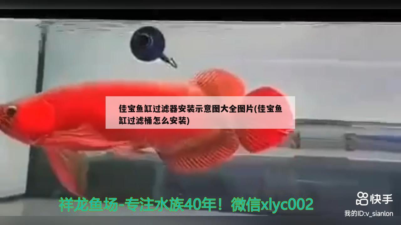 佳寶魚缸過濾器安裝示意圖大全圖片(佳寶魚缸過濾桶怎么安裝) 白子金龍魚