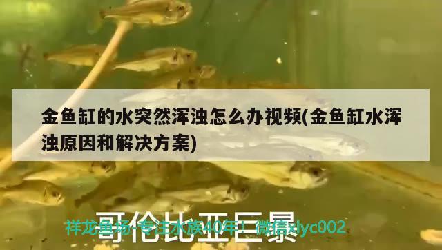 金魚缸的水突然渾濁怎么辦視頻(金魚缸水渾濁原因和解決方案) 白子黃化銀龍魚 第1張