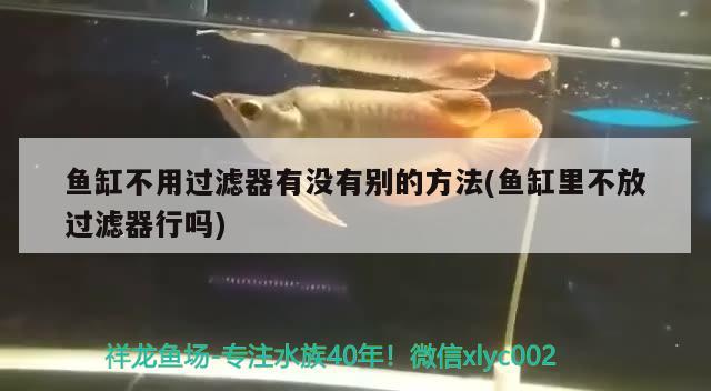 魚缸不用過濾器有沒有別的方法(魚缸里不放過濾器行嗎) 黃金鴨嘴魚