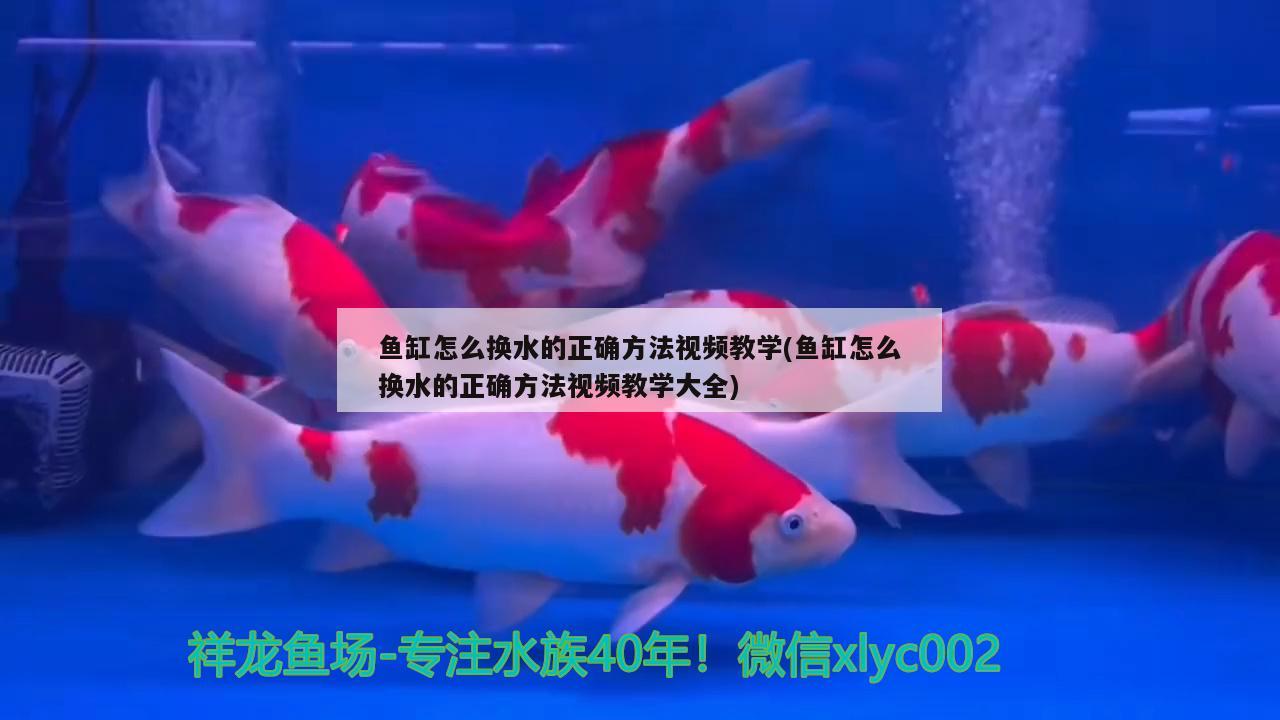 魚缸怎么換水的正確方法視頻教學(xué)(魚缸怎么換水的正確方法視頻教學(xué)大全) 祥龍進(jìn)口元寶鳳凰魚