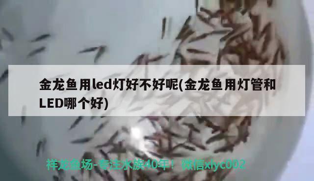 金龍魚用led燈好不好呢(金龍魚用燈管和LED哪個好) 狗仔招財貓魚