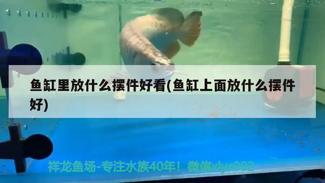 魚缸里放什么擺件好看(魚缸上面放什么擺件好) 元寶鳳凰魚