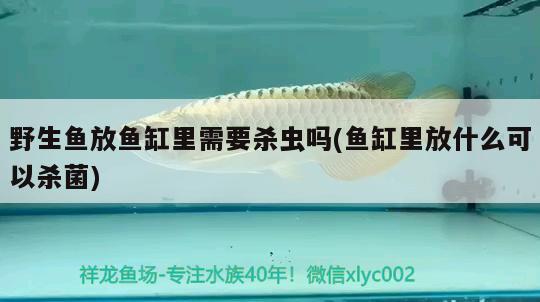 魚缸養(yǎng)魚需要什么設(shè)備呢圖片：魚缸養(yǎng)魚需要什么機械 觀賞魚市場 第1張