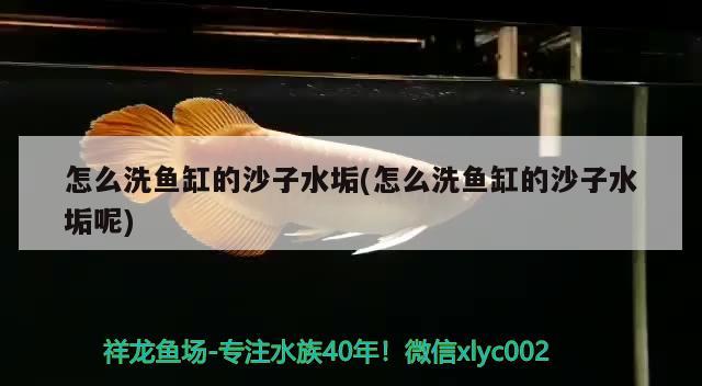 怎么洗魚缸的沙子水垢(怎么洗魚缸的沙子水垢呢) 廣州水族批發(fā)市場