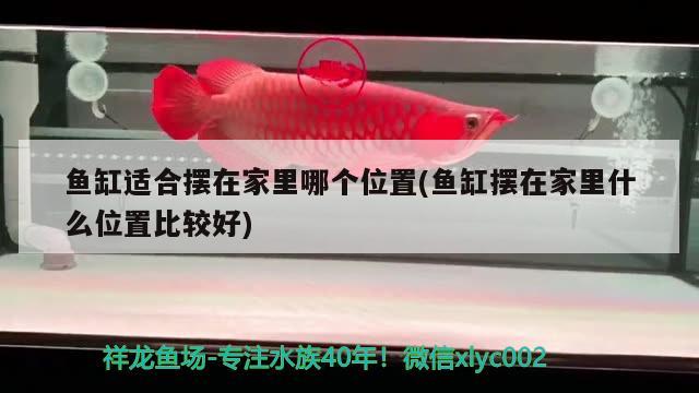 魚缸適合擺在家里哪個位置(魚缸擺在家里什么位置比較好) ?；?異型虎魚/純色虎魚