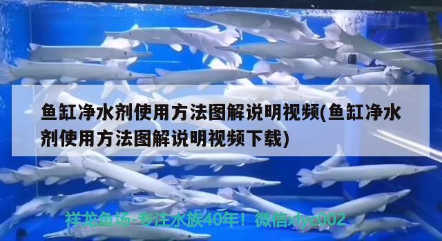 魚缸凈水劑使用方法圖解說明視頻(魚缸凈水劑使用方法圖解說明視頻下載) 虎魚百科