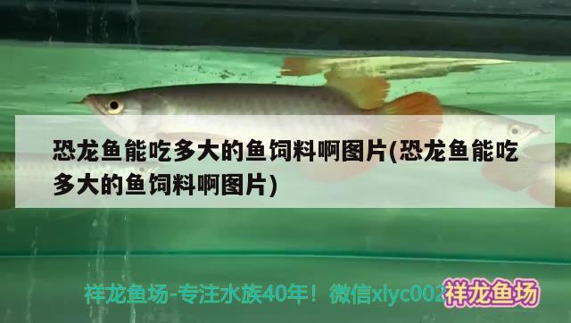 恐龍魚能吃多大的魚飼料啊圖片(恐龍魚能吃多大的魚飼料啊圖片) 泰國虎魚（泰虎）