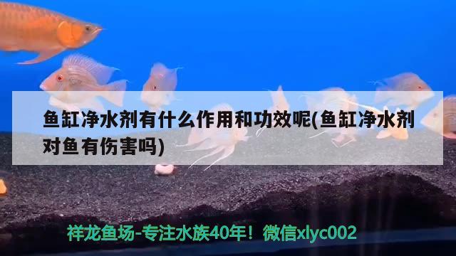 魚缸凈水劑有什么作用和功效呢(魚缸凈水劑對魚有傷害嗎) 印尼三紋虎