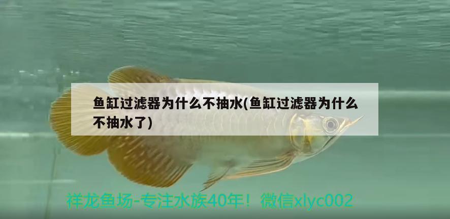 魚缸過濾器為什么不抽水(魚缸過濾器為什么不抽水了)