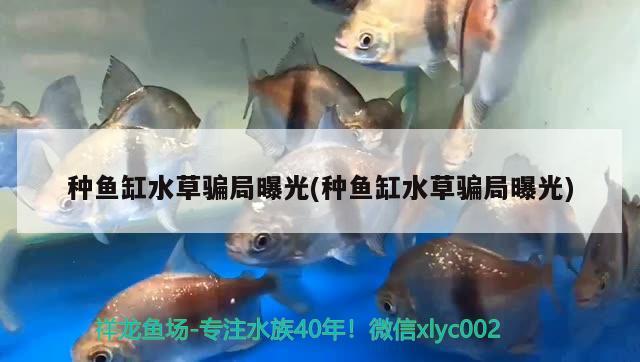 種魚缸水草騙局曝光(種魚缸水草騙局曝光) 水草