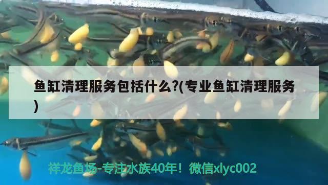 魚缸清理服務(wù)包括什么?(專業(yè)魚缸清理服務(wù)) 和尚魚