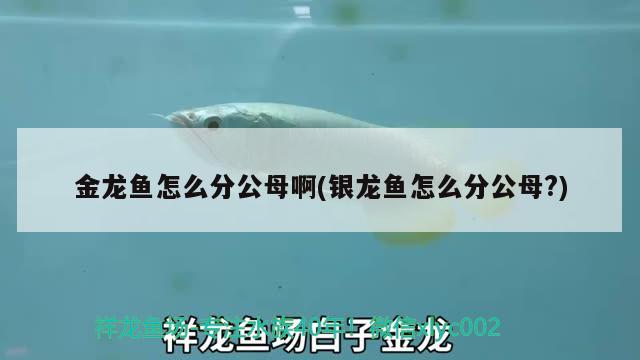 金龍魚怎么分公母啊(銀龍魚怎么分公母?) 銀龍魚