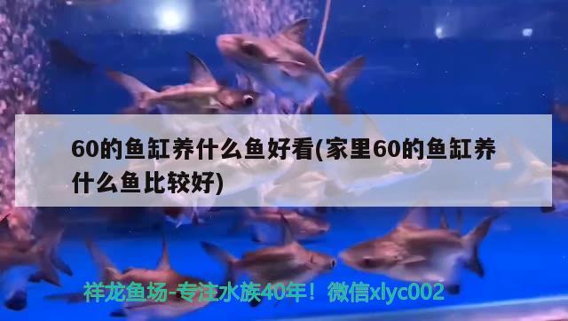 60的魚缸養(yǎng)什么魚好看(家里60的魚缸養(yǎng)什么魚比較好) 斑馬狗頭魚