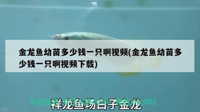 金龍魚幼苗多少錢一只啊視頻(金龍魚幼苗多少錢一只啊視頻下載)