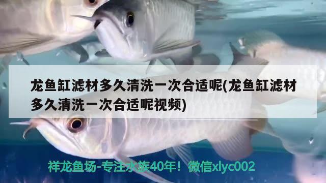 龍魚缸濾材多久清洗一次合適呢(龍魚缸濾材多久清洗一次合適呢視頻) 藍(lán)底過背金龍魚