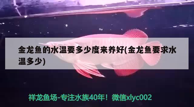 金龍魚的水溫要多少度來養(yǎng)好(金龍魚要求水溫多少)