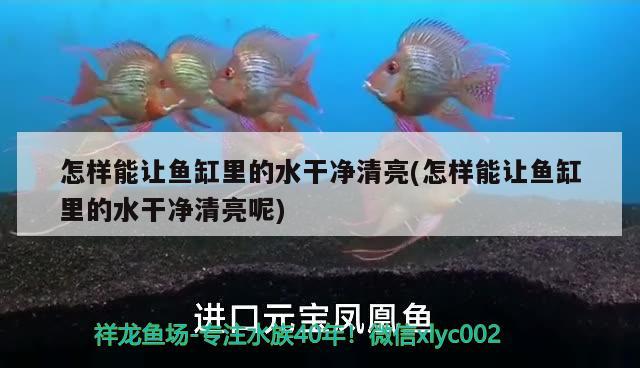 怎樣能讓魚缸里的水干凈清亮(怎樣能讓魚缸里的水干凈清亮呢) 紅頭利魚 第4張