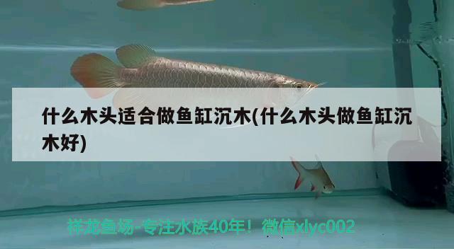 什么木頭適合做魚缸沉木(什么木頭做魚缸沉木好) 其它水族用具設(shè)備