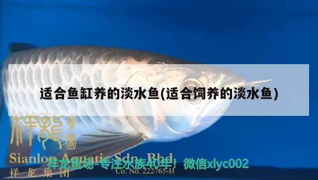 適合魚(yú)缸養(yǎng)的淡水魚(yú)(適合飼養(yǎng)的淡水魚(yú)) 福滿鉆魚(yú)